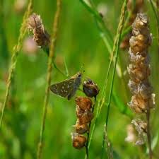 Attēlu rezultāti vaicājumam “Hesperia comma underside”