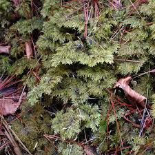 Attēlu rezultāti vaicājumam “Hylocomium splendens sporophyte”