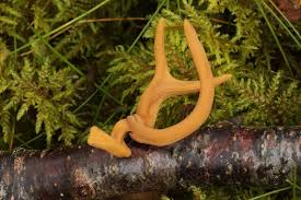 Attēlu rezultāti vaicājumam “Macrotyphula fistulosa”