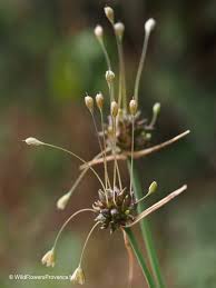 Attēlu rezultāti vaicājumam “Allium oleraceum bud”