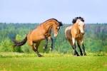 Two Bay Horses Playing On The Meadow In Summer Royalty Free Stock ...