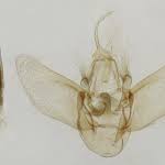 Attēlu rezultāti vaicājumam “Eulithis populata”