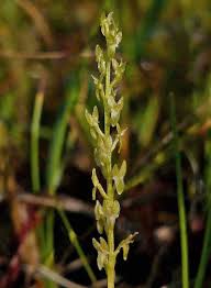 Attēlu rezultāti vaicājumam “Hammarbya paludosa”