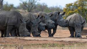 Image result for Rhyl Rhinos