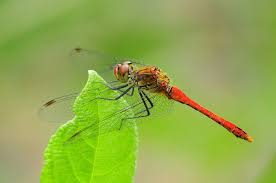 Attēlu rezultāti vaicājumam “Sympetrum sanguineum male”