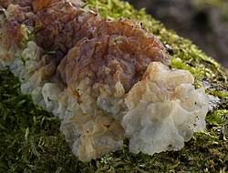 Attēlu rezultāti vaicājumam “Exidia thuretiana”