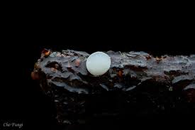 Attēlu rezultāti vaicājumam “Hymenoscyphus sp.”