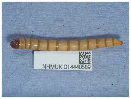 Attēlu rezultāti vaicājumam “Prionychus ater”