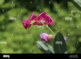 Attēlu rezultāti vaicājumam “Lathyrus tuberosus leaf”