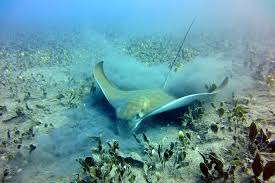 Image result for Aetomylaeus bovinus