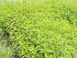 Attēlu rezultāti vaicājumam “Mentha x verticillata”