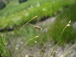 Attēlu rezultāti vaicājumam “Carex capillaris”