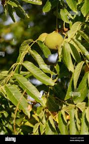 Attēlu rezultāti vaicājumam “Juglans cinerea fruit”