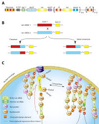 Attēlu rezultāti vaicājumam “Enteridium variabile plasmodium”