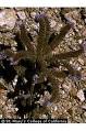 PLANTS Profile for Phacelia californica (California phacelia ...