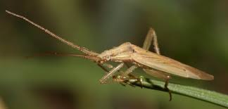Attēlu rezultāti vaicājumam “Miridae”