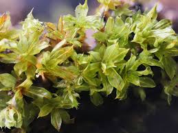 Attēlu rezultāti vaicājumam “Syntrichia virescens”