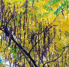 Attēlu rezultāti vaicājumam “Pterocarya fraxinifolia flower”