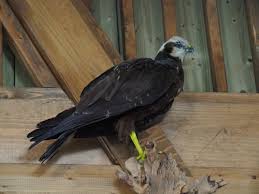 Attēlu rezultāti vaicājumam “Circus aeruginosus adult”