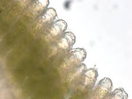 Attēlu rezultāti vaicājumam “Polytrichastrum pallidisetum cells”