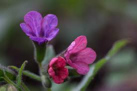 Attēlu rezultāti vaicājumam “Pulmonaria obscura”