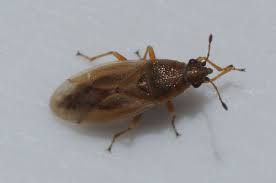 Attēlu rezultāti vaicājumam “Lygaeidae”