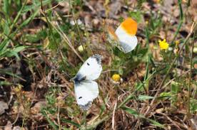 Attēlu rezultāti vaicājumam “Anthocharis cardamines underside”