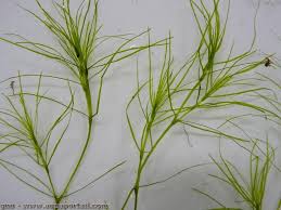 Attēlu rezultāti vaicājumam “Najadaceae”