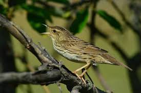 Image result for Locustella lanceolata