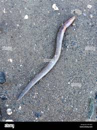 Image result for Anguilla rostrata