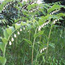 Attēlu rezultāti vaicājumam “Polygonatum multiflorum  leaf”
