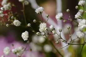 Attēlu rezultāti vaicājumam “Gypsophila fastigiata flower”