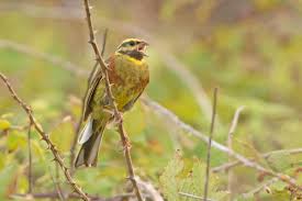 Image result for Emberiza cirlus
