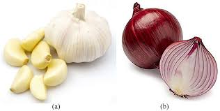 Attēlu rezultāti vaicājumam “Allium sativum”