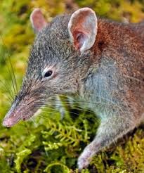 Attēlu rezultāti vaicājumam “Muridae”