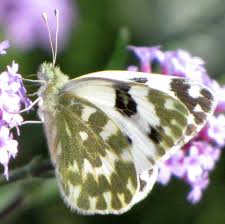 Attēlu rezultāti vaicājumam “Pontia edusa underside”