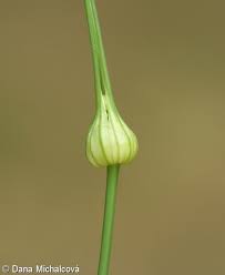 Attēlu rezultāti vaicājumam “Allium oleraceum bud”