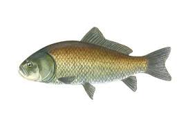 Image result for Ictiobus cyprinellus