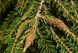 Attēlu rezultāti vaicājumam “Sacchiphantes abietis”