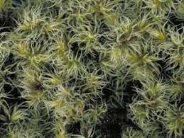 Attēlu rezultāti vaicājumam “Racomitrium canescens sporophyte”