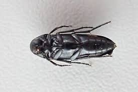 Attēlu rezultāti vaicājumam “Melandryidae”