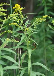 Attēlu rezultāti vaicājumam “Solidago canadensis fruit”