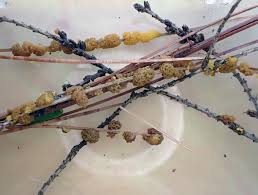 Attēlu rezultāti vaicājumam “Licea chelonoides”