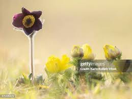 Attēlu rezultāti vaicājumam “Pulsatilla pratensis leaf”