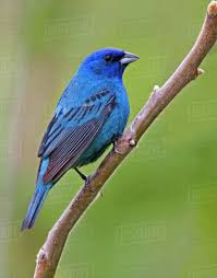 Image result for Passerina cyanea