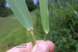 Attēlu rezultāti vaicājumam “Phalaroides arundinacea leaf”