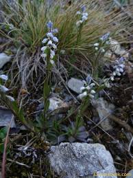 Attēlu rezultāti vaicājumam “Polygala amarella leaf”