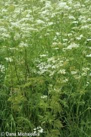 Image result for Chaerophyllum aureum