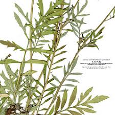 Attēlu rezultāti vaicājumam “Centaurea scabiosa bud”