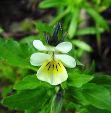 Attēlu rezultāti vaicājumam “Viola arvensis flower”